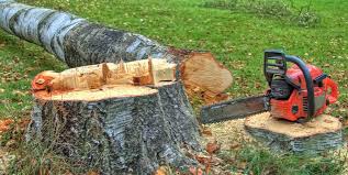 How Our Tree Care Process Works  in  Stroudsburg, PA