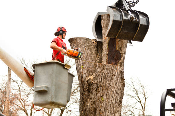 Stroudsburg, PA Tree Care Company